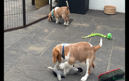 Cavalier King Charles Spaniel dogs for sale: Cavalier King Charles Spaniel  - Image 17