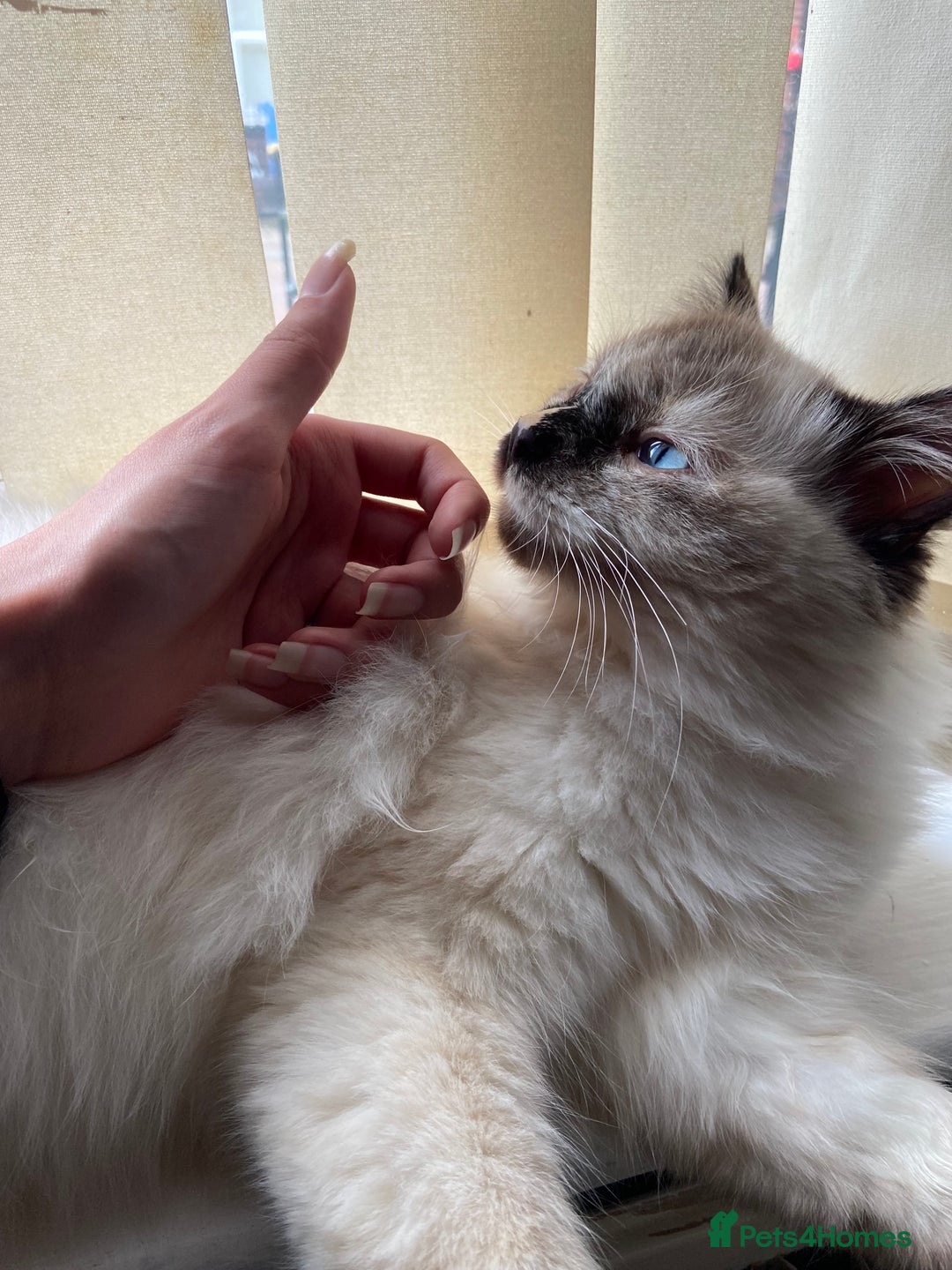 Ragdoll cats for sale: Flame Point Ragdoll mixed 2 years old - Image 3