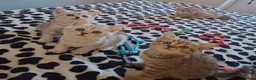 British Shorthair cats for sale: BSH kittens - Advert 13