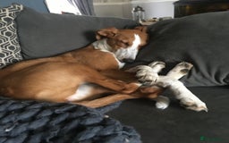 Mixed Breed dogs for sale: Deerhound x greyhound - Image 13