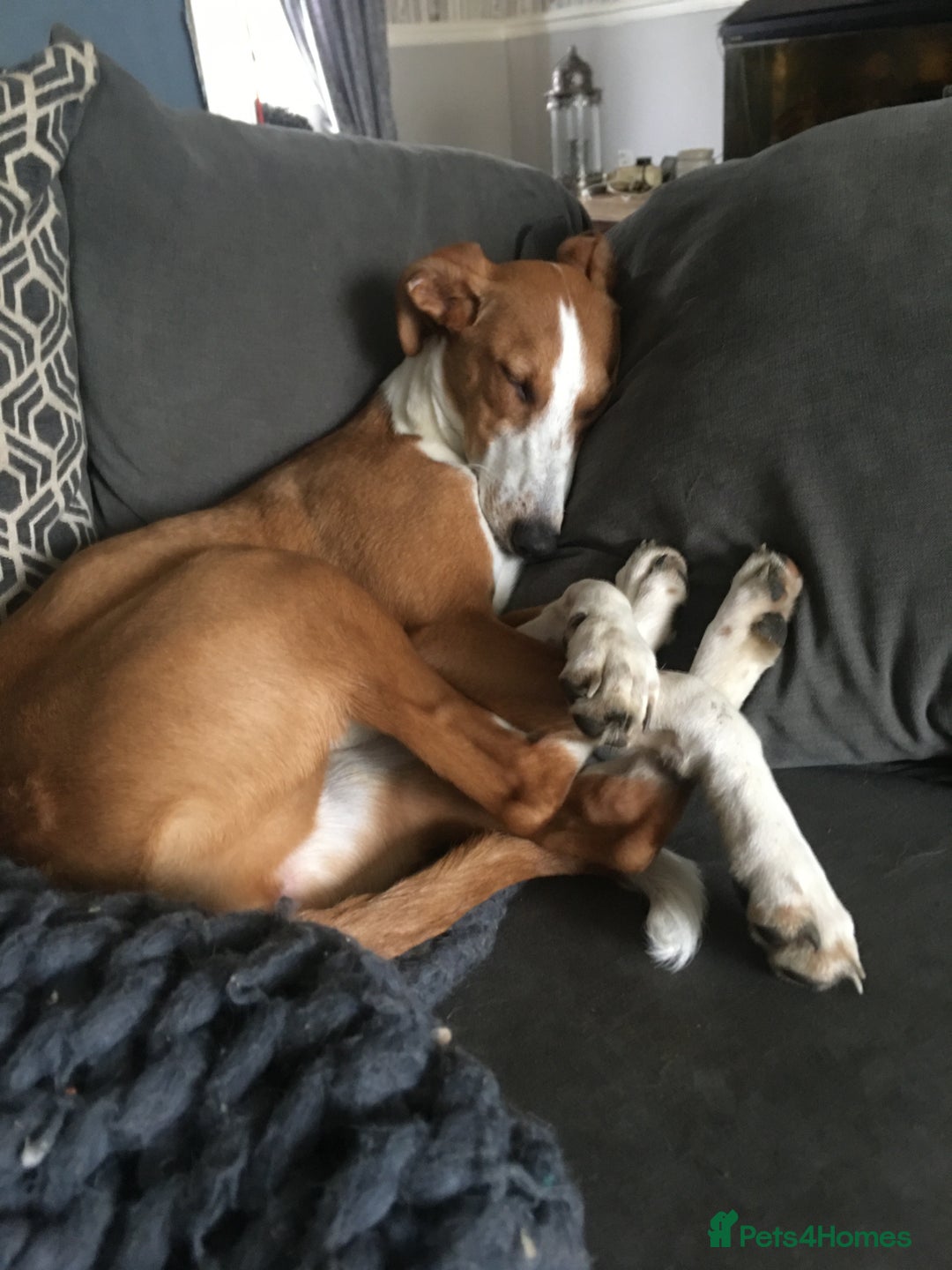 Mixed Breed dogs for sale: Deerhound x greyhound - Image 13