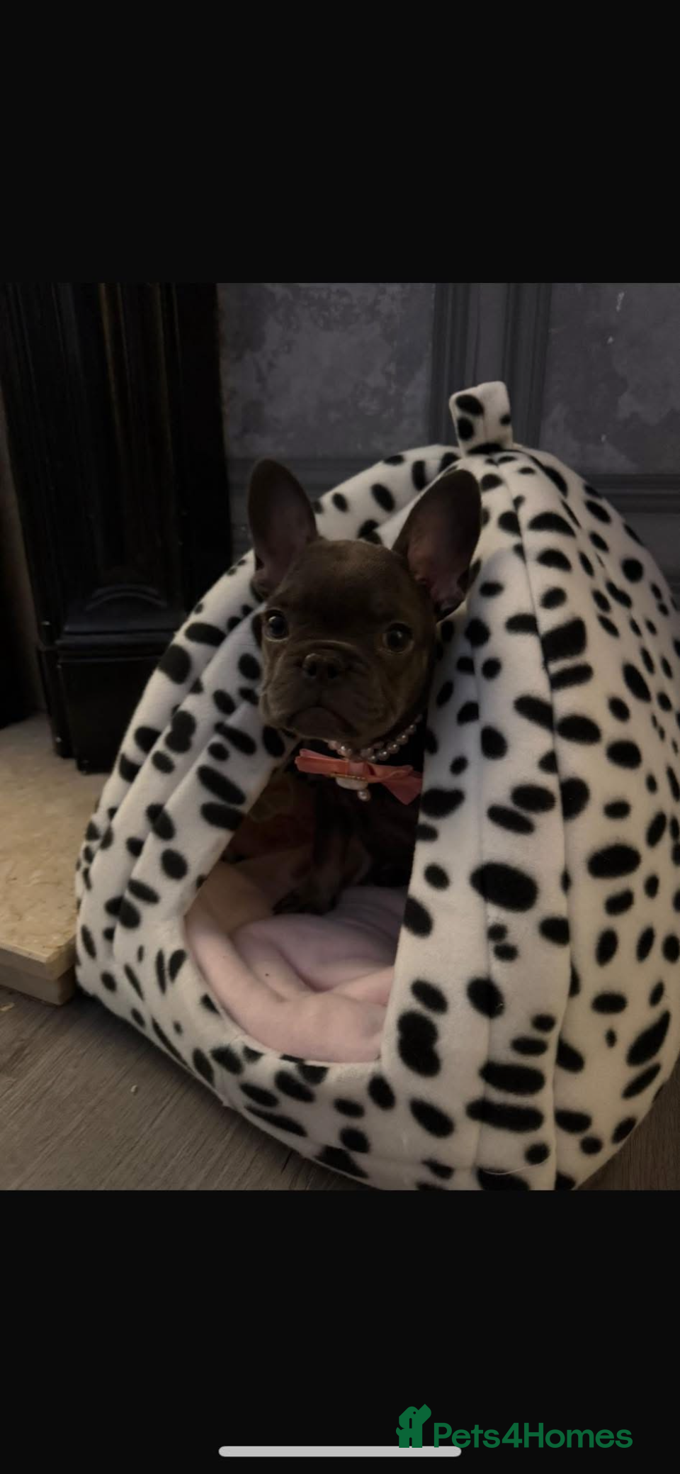 French Bulldog dogs 5 month french bulldog in Liverpool - Advert 1