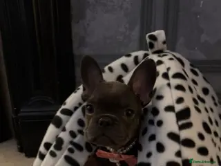 French Bulldog dogs 5 month french bulldog in Liverpool - Advert 1
