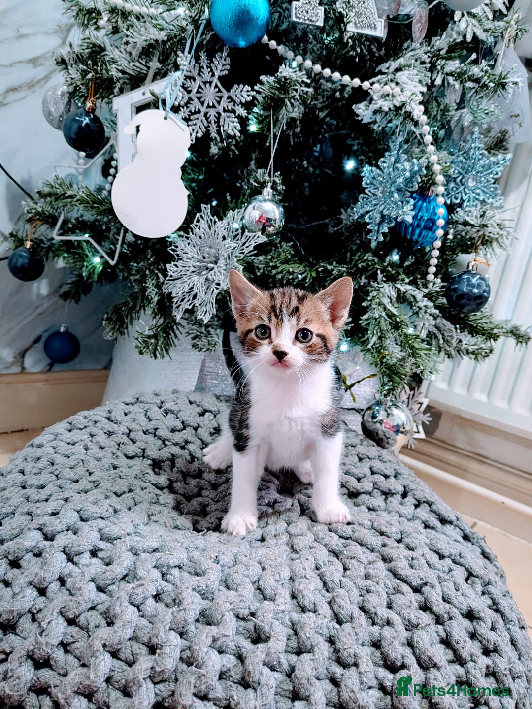 Mixed Breed cats for sale: Mixed breed - Advert 13