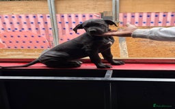 Cane Corso dogs for sale: Cane Corso puppies! Only two girls available!!! - Image 2