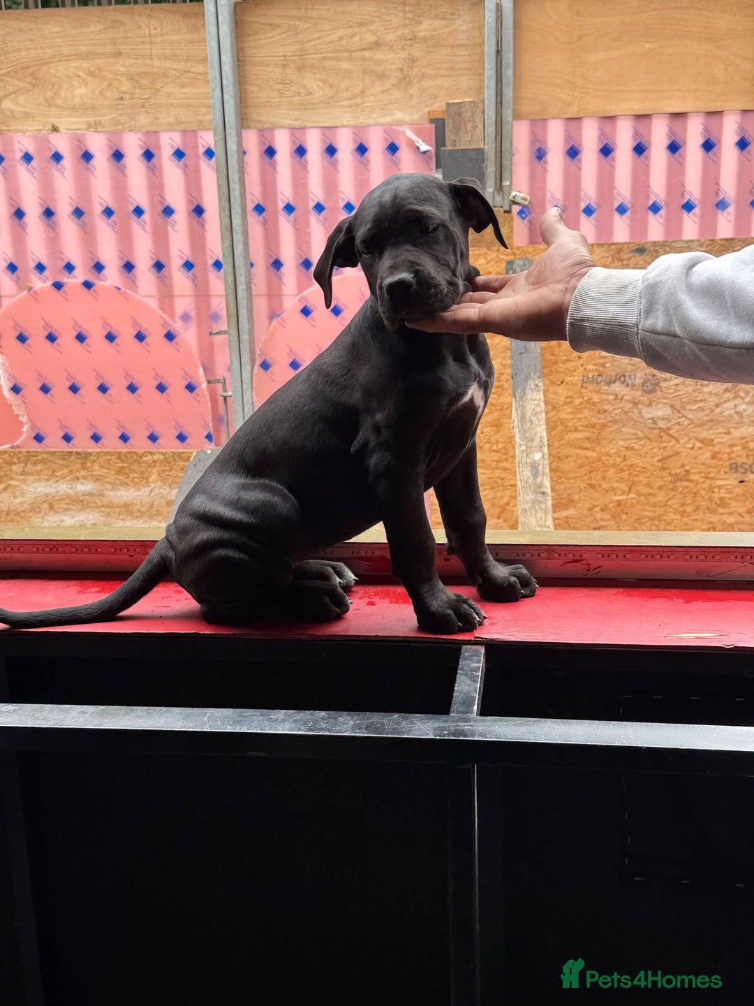 Cane Corso dogs for sale: Cane Corso puppies! Only two girls available!!! - Image 2