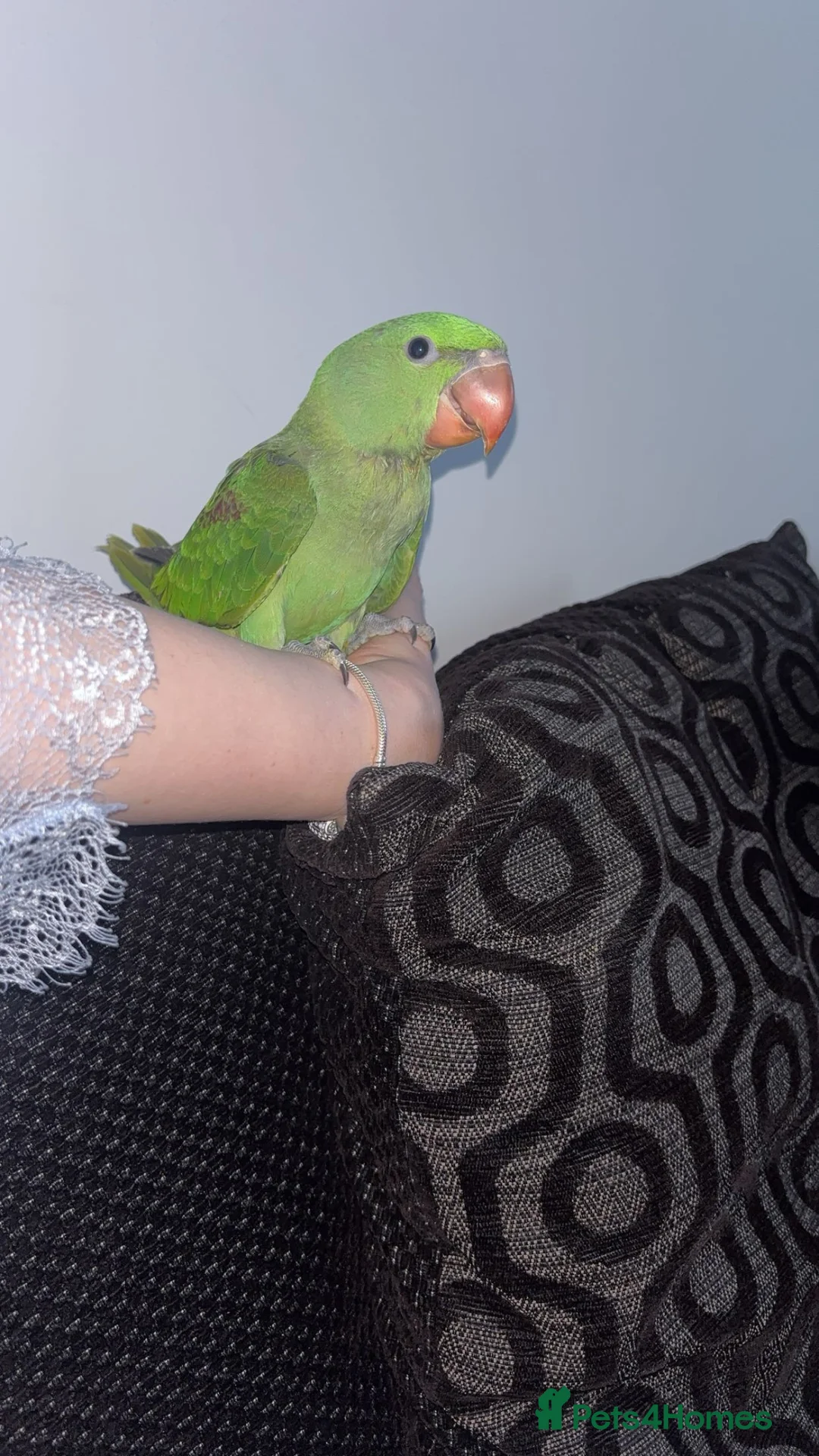 Parakeets birds for sale: Kiwi 3 month old alexandrine  in Dereham - Advert 2