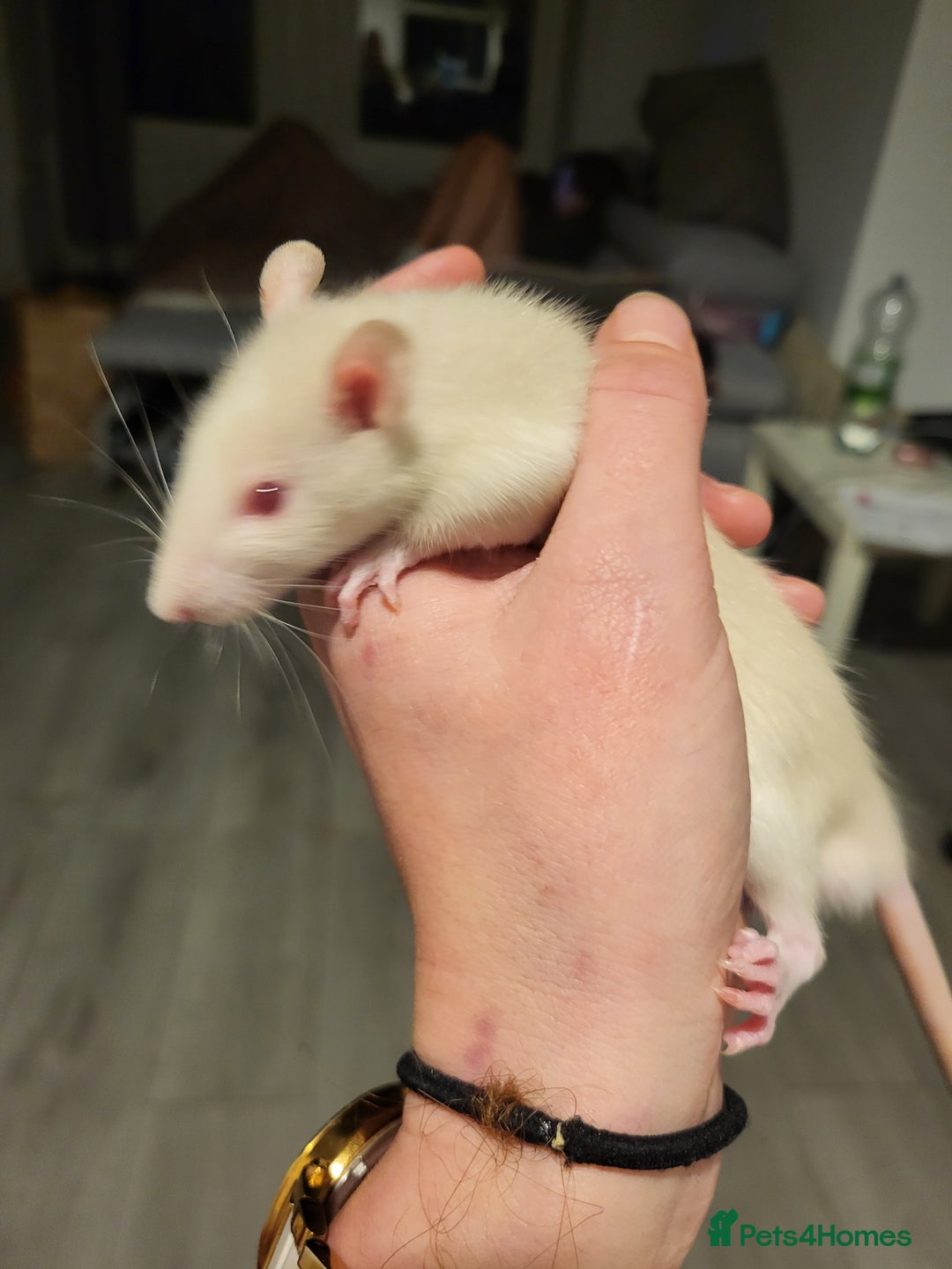 Rat rodents for sale: Mixed baby rats  - Advert 12