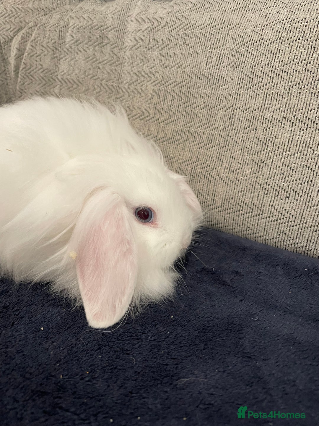 Mini Lop rabbits for sale: Mini lop baby rabbits  - Image 6