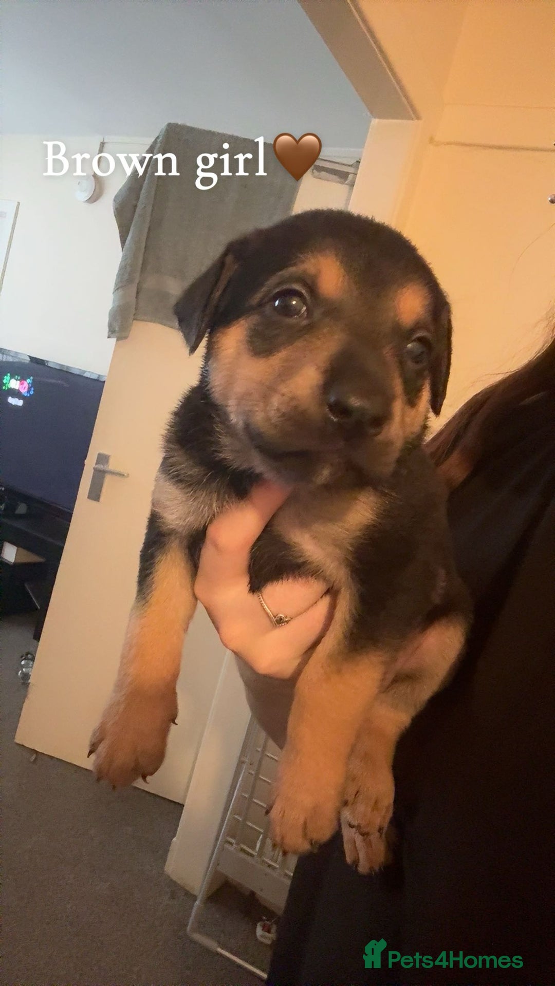 Mixed Breed dogs for sale: German Shepherd Mix Puppies - Image 5