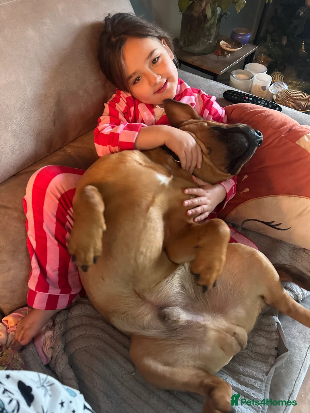 Mixed Breed dogs for sale: 10month old chunk of love - Advert 9