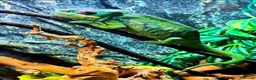 Chameleon reptiles for sale: Guardian The Chameleon in Llanfairpwllgwyngyll - Advert 3
