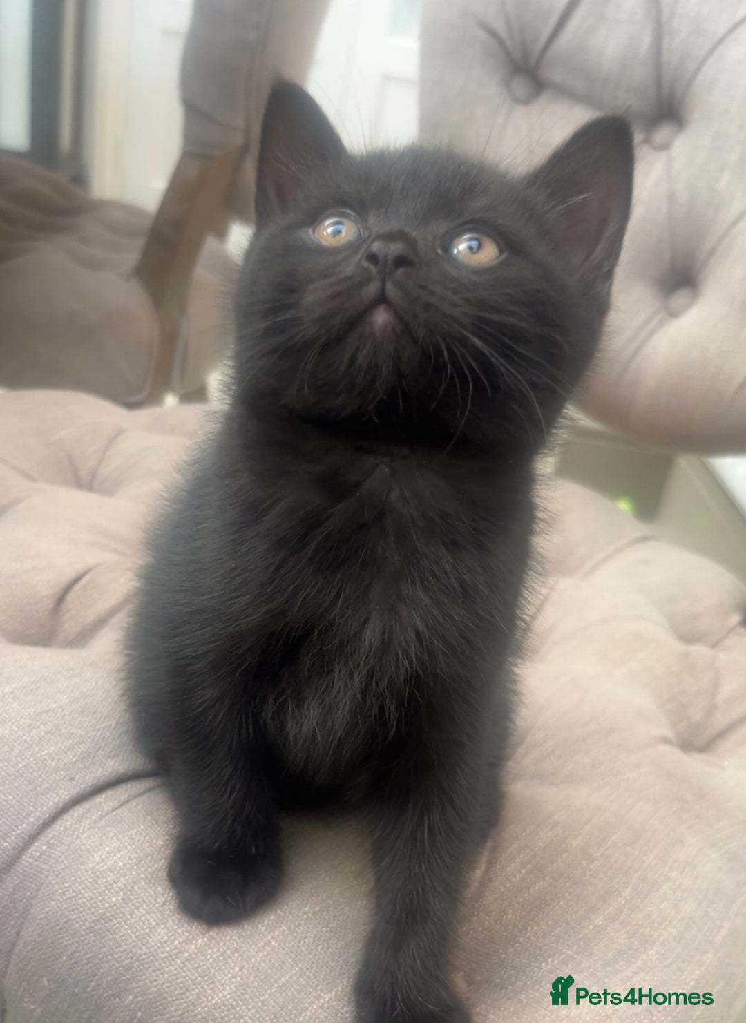 Mixed Breed cats for sale: Half British Blue Kittens  - Image 7