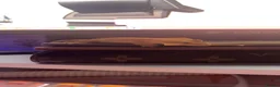 Gecko reptiles for sale: CrestedGecko + enclosure and necessities for him - Advert 1
