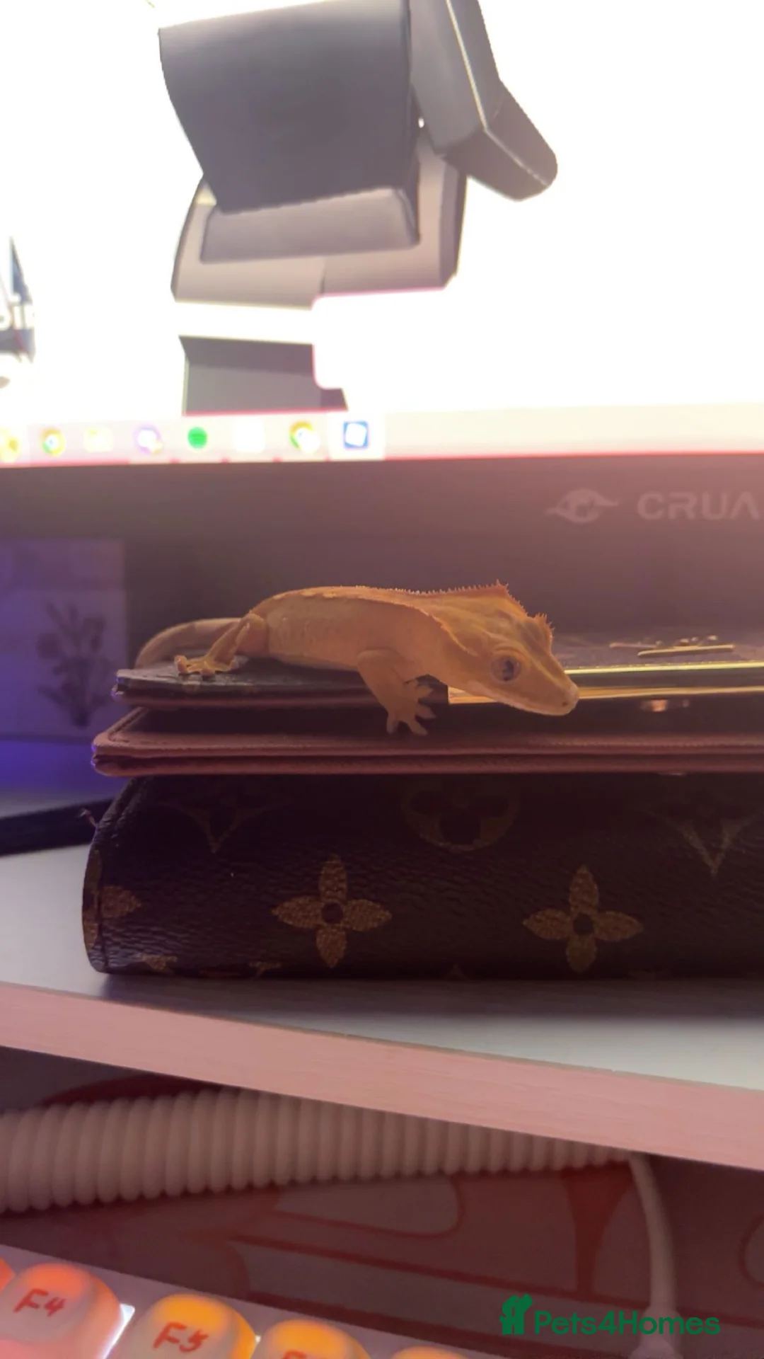 Gecko reptiles for sale: CrestedGecko + enclosure and necessities for him - Advert 1