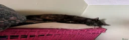 Mixed Breed cats for sale: Maine Coon Cross Kittens available  - Advert 24