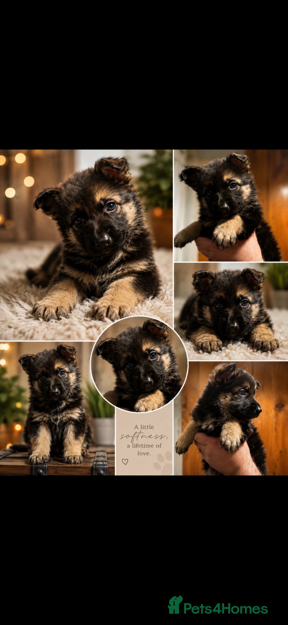 German Shepherd dogs Shawhead Shepherds  - Advert 12