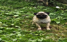 Pug dogs for sale: Pug For Sale - Image 6