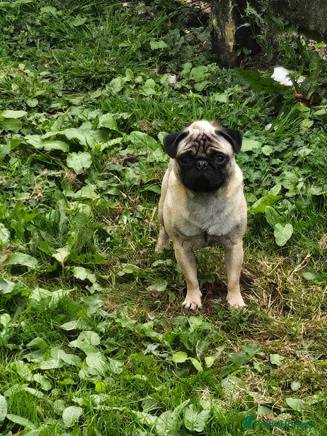 Pug dogs for sale: Pug For Sale - Image 6
