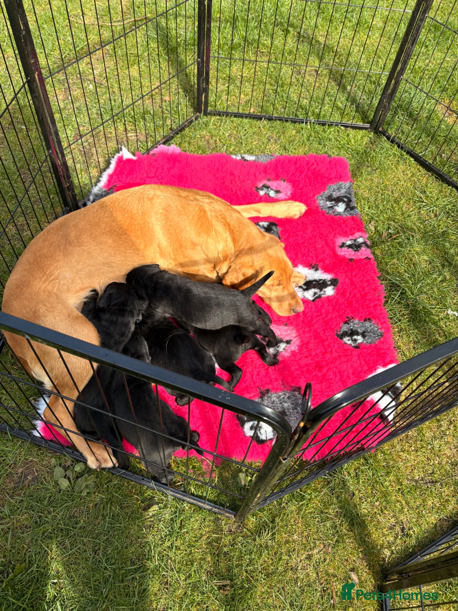 Labrador Retriever dogs KC full health tested Labrador puppies - Advert 1