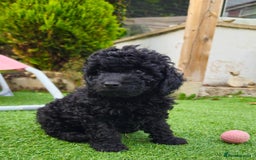 Toy Poodle dogs for sale: Toy poodle puppies D.N.A clear. - Image 3