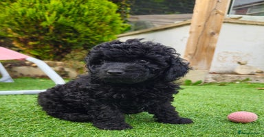 Toy Poodle dogs - Advert 15