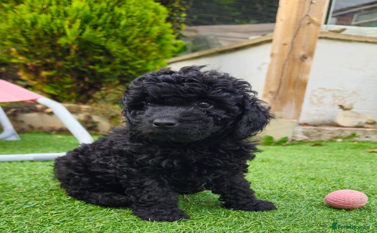Toy Poodle dogs - Advert 2