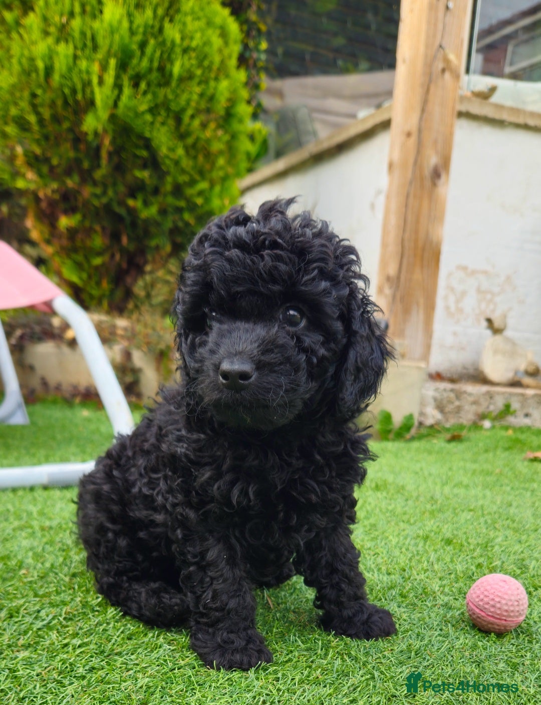 Toy Poodle dogs for sale: Toy poodle puppies D.N.A clear. - Image 3