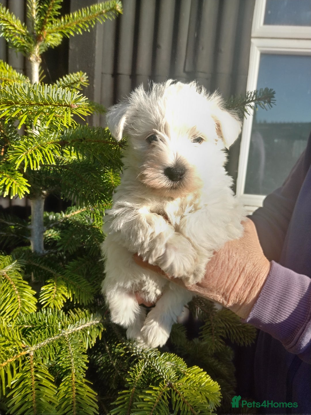 West Highland Terrier dogs for sale: Beautiful kc westie pups - Advert 4