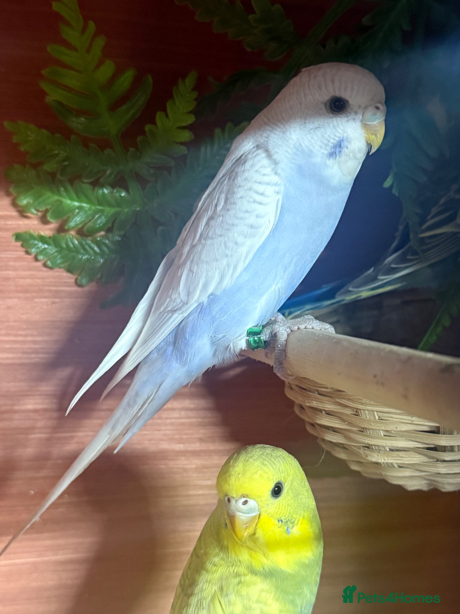 Budgerigars birds Baby budgies  - Advert 2