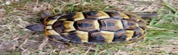 Tortoise reptiles for sale: Baby Hermans and spur thighed tortoises in Norwich - Advert 9