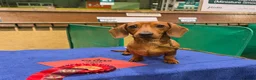 Miniature Dachshund dogs for stud: CH Sired, Crufts Winning Red Mini Smooth Stud - Advert 4