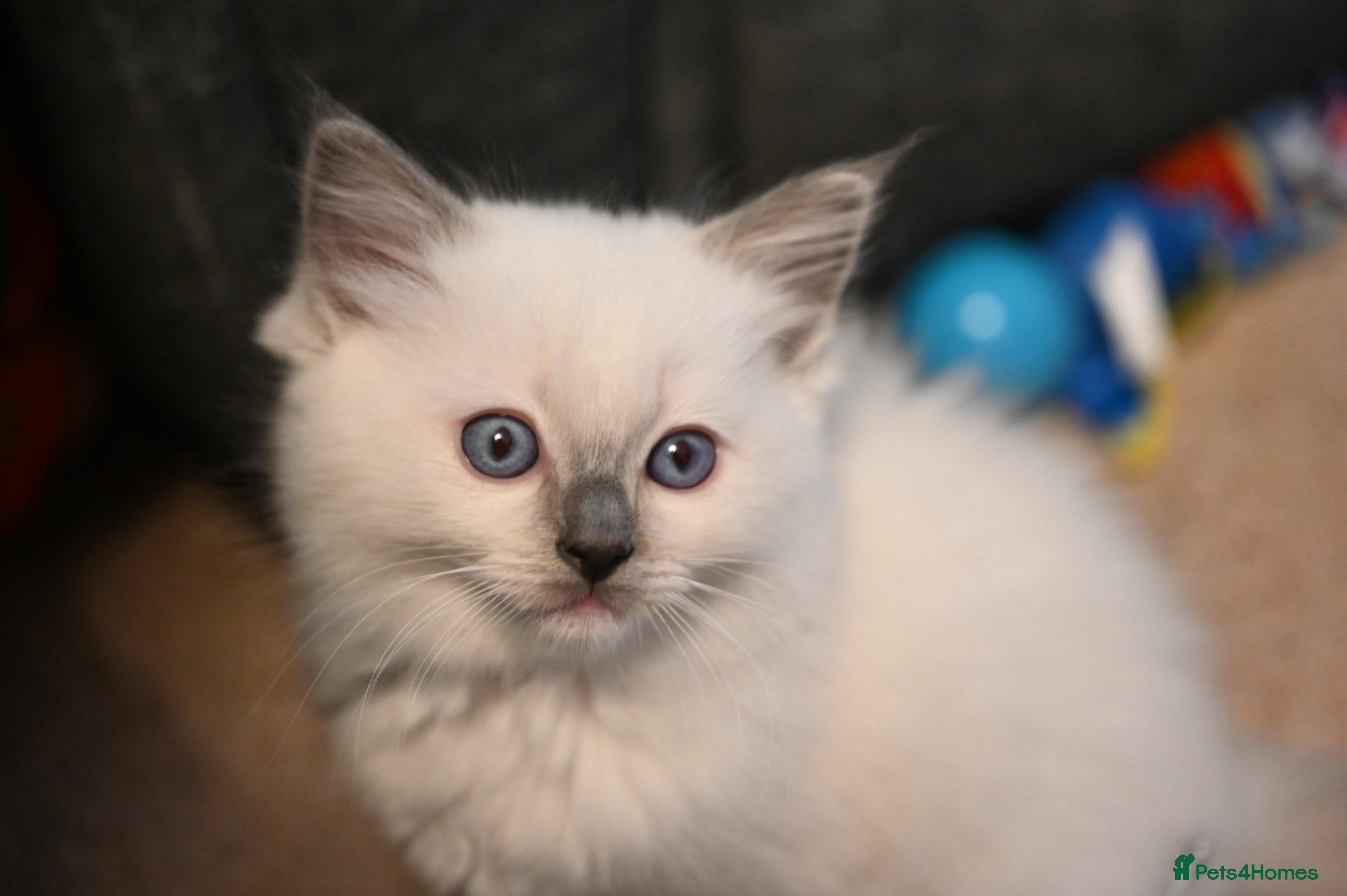 Ragdoll cats Ready to leave 4th Feb, TICA reg Ragdoll kittens   - Advert 4