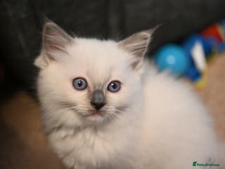 Ragdoll cats Ready to leave 4th Feb, TICA reg Ragdoll kittens - Advert 4