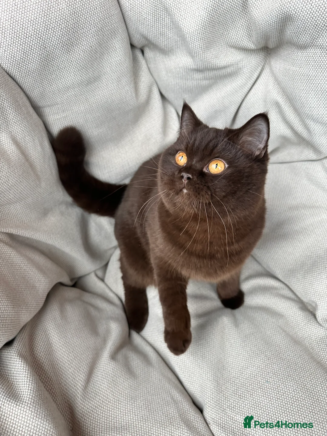 British Shorthair cats for sale: Ready British Shorthair Chunky Kittens - Advert 3