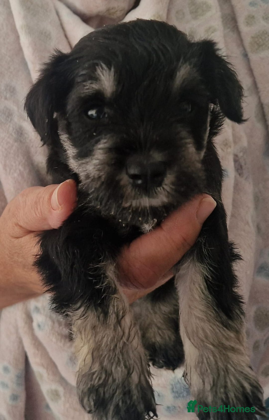 Miniature Schnauzer dogs for sale:  🌟 Adorable Miniature Schnauzer Puppies  - Image 6