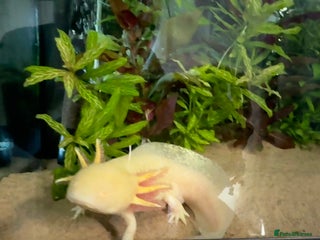 Axolotl reptiles - Advert 3