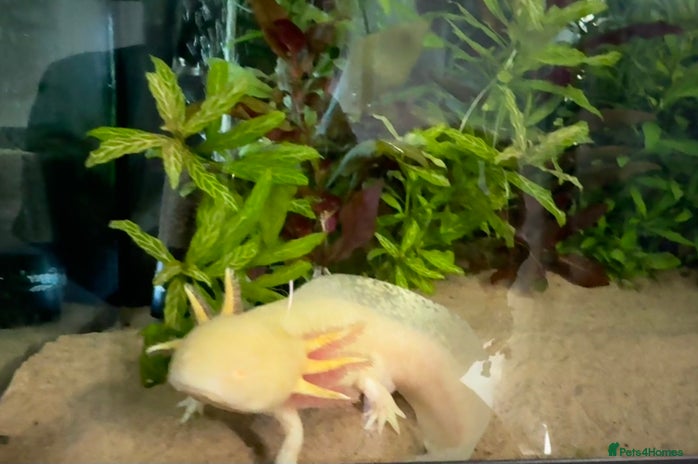 Axolotl reptiles - Advert 1