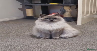 Ragdoll cats - Advert 13