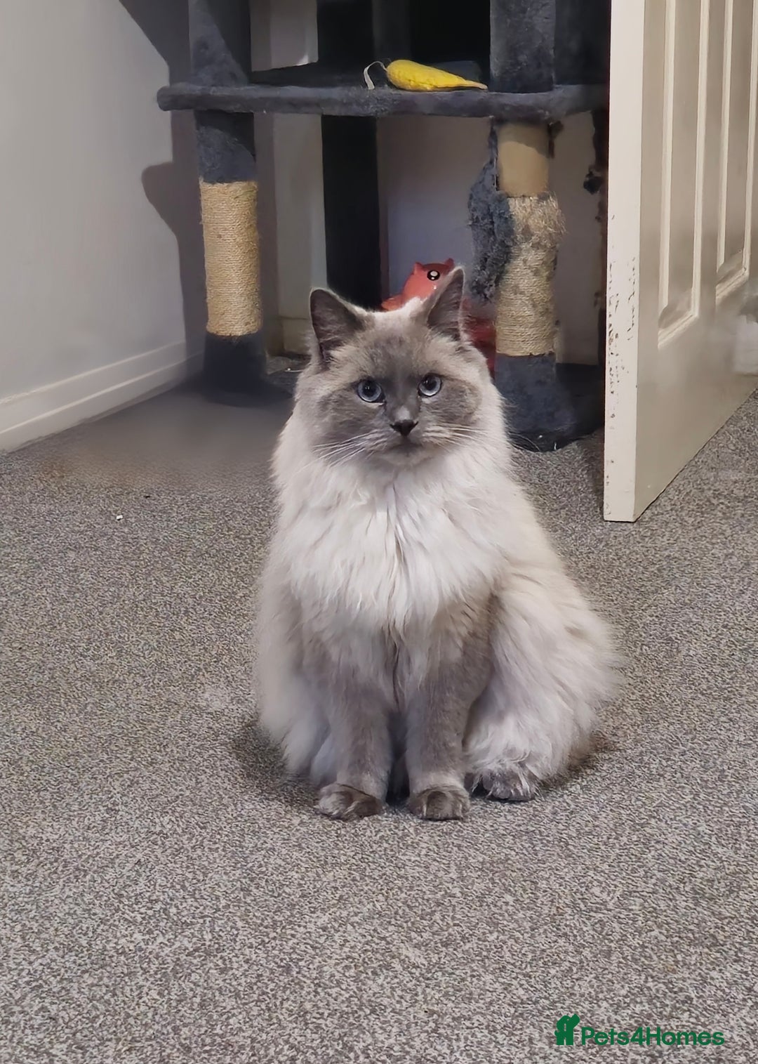 Ragdoll cats for sale: Ragdoll for sale  - Image 3
