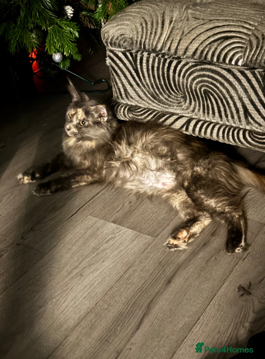 Maine Coon cats for sale: Maine coon kittens TICA registered  - Image 6