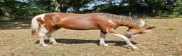 Welsh Section D horses for sale: Red & white filly Welsh pb  - Advert 3