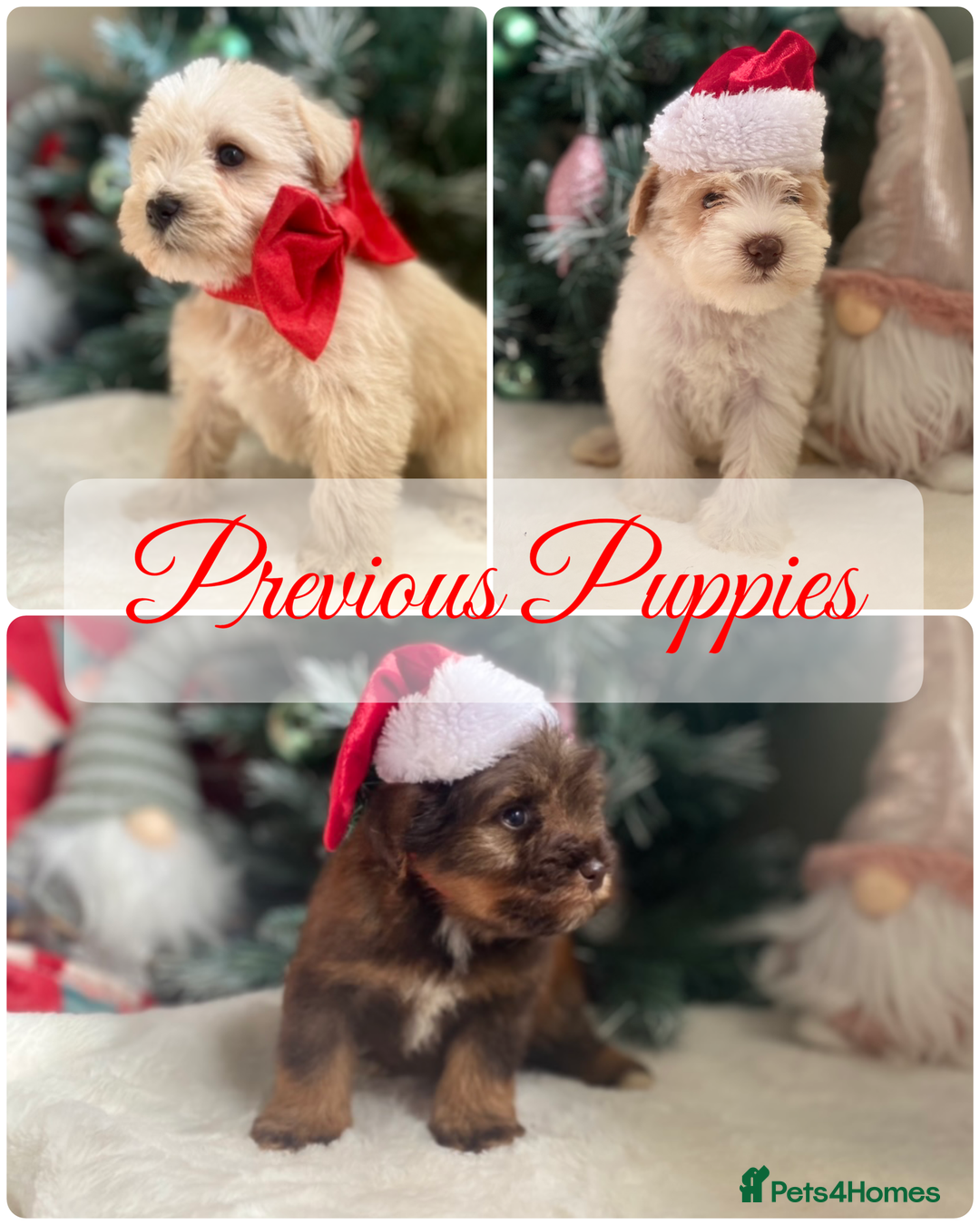 Miniature Schnauzer dogs for sale: KC BVA H/T Wheaten, Chocolate Parti Mini Schnauzer in Castleford - Advert 5