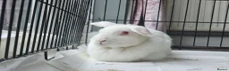 Mixed Breed rabbits for sale: 2 female rabbits for sale in Goole - Advert 3