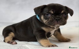 French Bulldog dogs for sale: TOP QUALITY KC REG FRENCHIES AVAILABLE  - Image 22