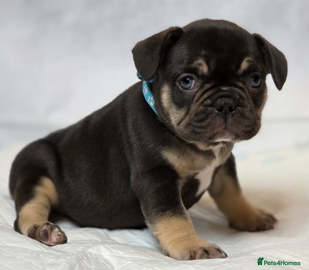 French Bulldog dogs for sale: TOP QUALITY KC REG FRENCHIES AVAILABLE  - Image 22