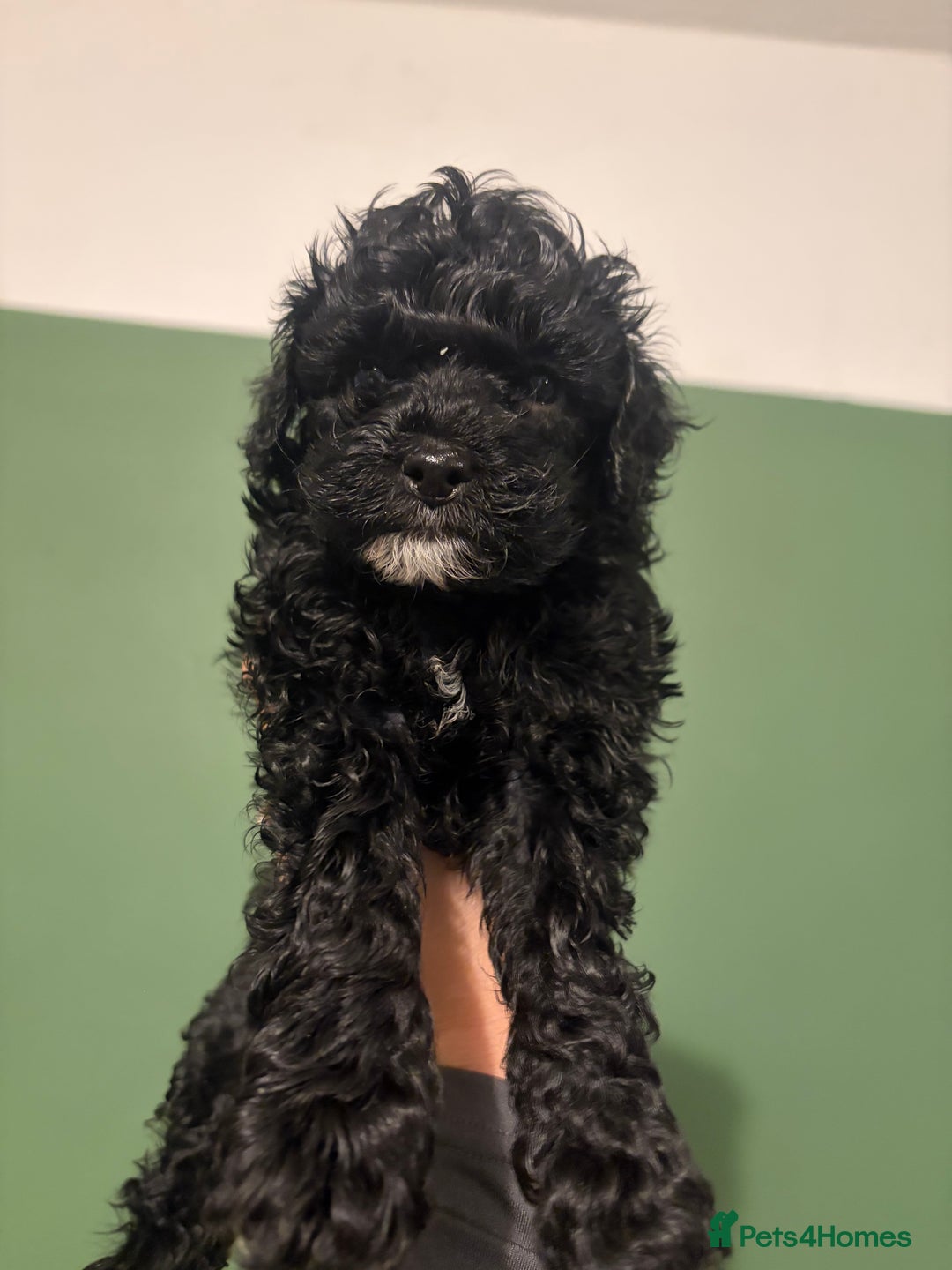 Lhasapoo dogs for sale: Three lhasapoo pups 2 girls & 1 boy  - Advert 12