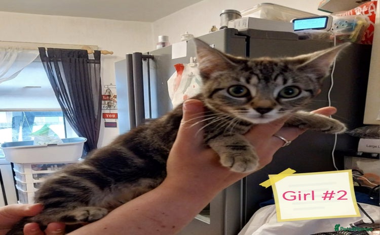 Mixed Breed cats in Daventry - Advert 9