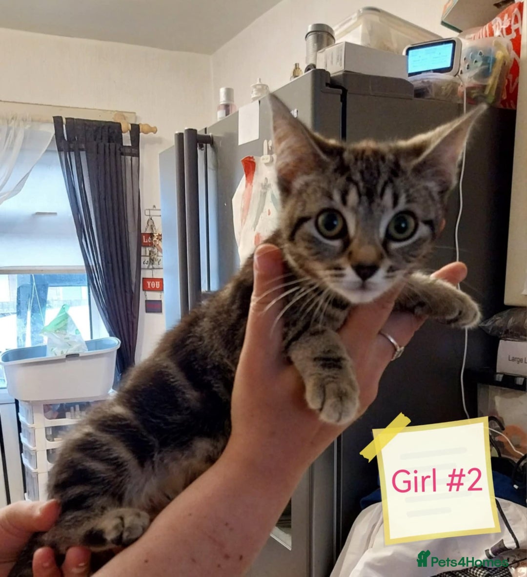 Mixed Breed cats for sale: Kittens for sale in Daventry - Image 1