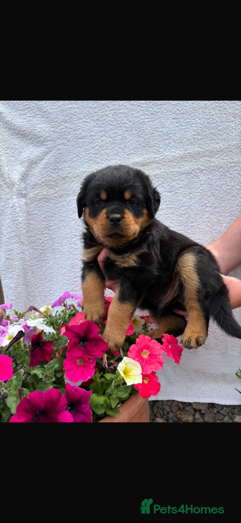 Rottweiler dogs KC registered Rottweiler Puppies - Advert 1